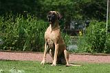 DOGUE ALLEMAND 840